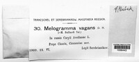 Melogramma vagans image